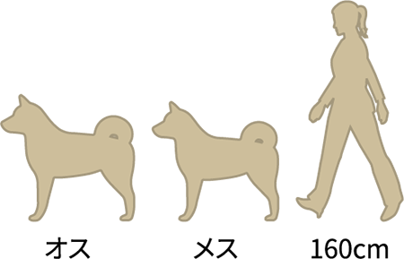 秋田犬の体高:オス：63.5～69.9cm／メス：57.2～63.5cm