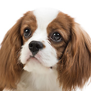 みんなの犬図鑑 小型犬の写真から犬種 犬の種類を探す