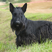 みんなの犬図鑑 グループから犬種 犬の種類を探す 3g テリア